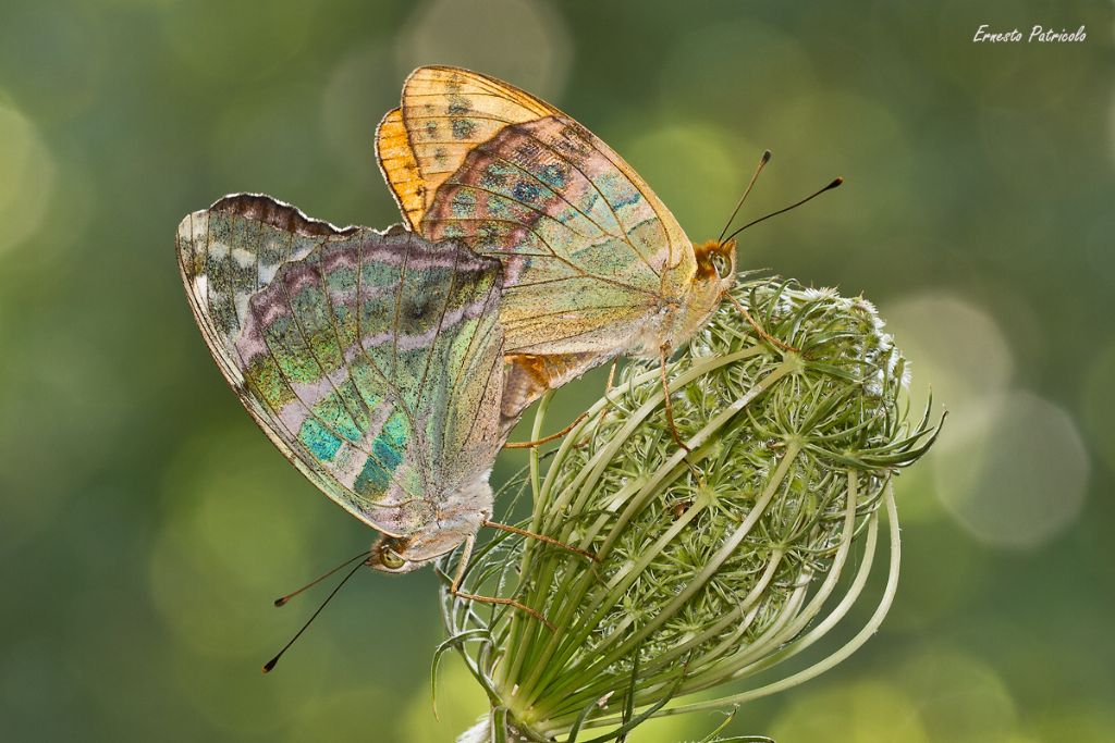 Argynnis (Argynnis) paphia e Argynnis paphia valesina accoppiamento